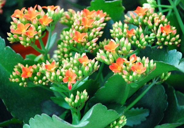 Cây sống đời Cây sống đời