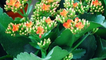 Bài thuốc hay từ cây Sống đời