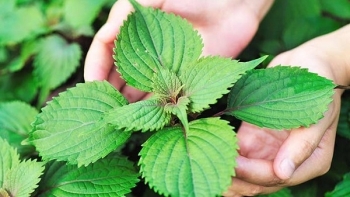 Lá tía tô giúp trị mụn và mang lại làn da trắng sáng