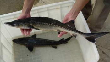 Hà Nội siết quản lý với cá tầm nhập khẩu dùng làm thực phẩm