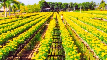 Làng hoa Sa Đéc phát triển du lịch sinh thái