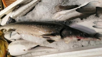 Tổng cục Hải quan siết chặt nhập khẩu cá tầm tại cửa khẩu