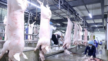 Hà Nội siết chặt kiểm soát giết mổ lợn