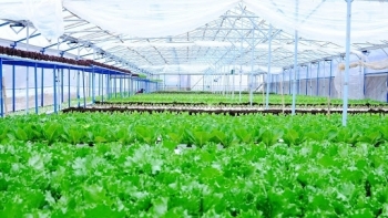 Hà Nội xây dựng cộng đồng tiêu dùng nông nghiệp sạch