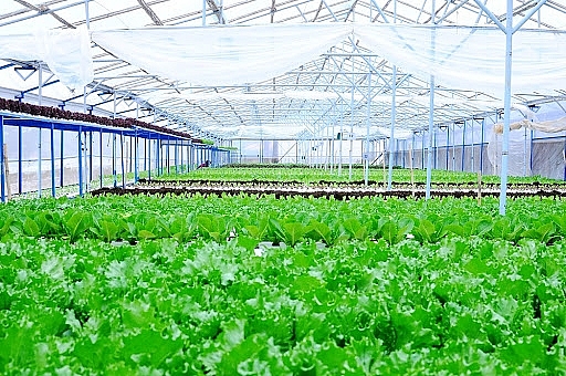 Hà Nội xây dựng cộng đồng tiêu dùng nông nghiệp sạch