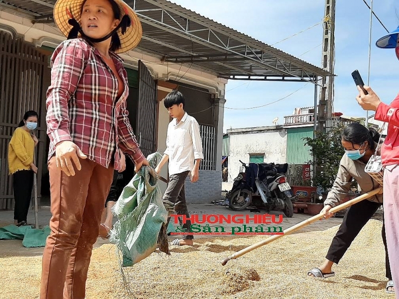 Hà Tĩnh: Hàng ngàn tấn lúa của người dân vùng tâm lũ hư hỏng, nãy mầm