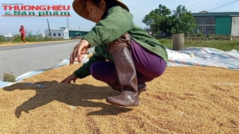 Hà Tĩnh: Lúa của người dân vùng tâm lũ bị hư hỏng, nảy mầm