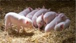 Giá lợn hơi hôm nay 17/2: Cả ba miền giảm giá sâu ngày đầu tuần