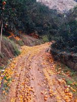 14 nghìn tấn cam sành Hà Giang đã rụng và có xu hướng rụng tiếp!!!