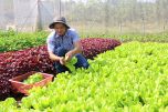Chia sẻ kinh nghiệm khởi nghiệp trồng rau an toàn