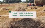 Chuyện lạ: Rơm, rạ tăng giá mạnh, quý như "vàng"