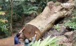 Các tỉnh Tây Nguyên "nóng" vì phá rừng