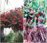 Chuộng hồng ngoại, mua phải hồng thải loại