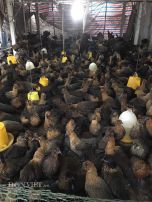 Xót xa: Ế ẩm vì dịch Covid-19, người nuôi gà tiến vua "kêu cứu"