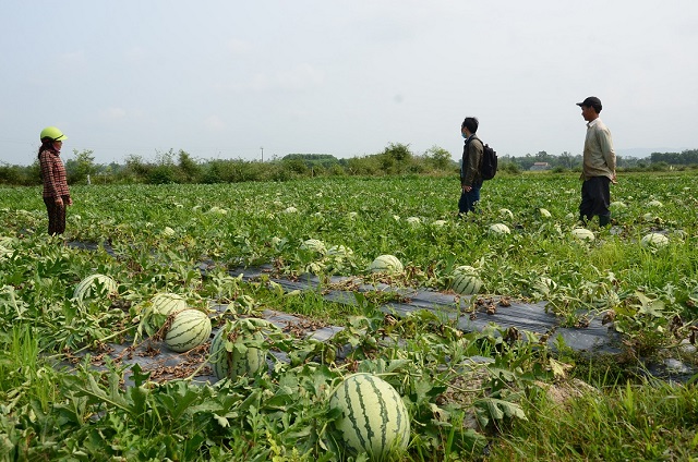 Dưa hấu đến thời kỳ thu hoạch nhưng không có người mua