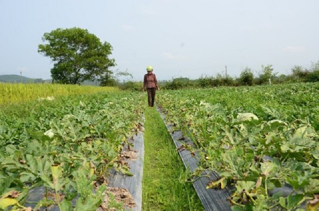 Những ruộng dưa đã bắt đầu héo lá, vào kỳ thu hoạch nhưng không có đầu ra