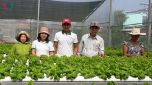 Khởi nghiệp thành công từ mô hình trồng rau công nghệ cao