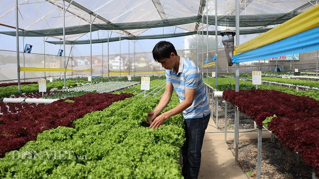Anh Lê Quốc Đức bên trong vườn rau thủy canh xanh mướt của mình.