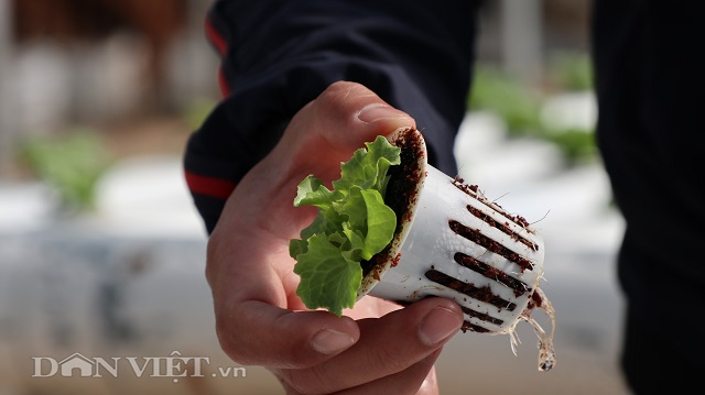 Anh Đức sử dụng các giống rau ngoại nhập, tính kháng khuẩn cao.