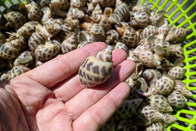 Giá ốc hương Khánh Hòa giảm đến 50%