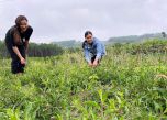 Khởi nghiệp nông nghiệp: Trồng rau lủi thu 600 nghìn/ngày