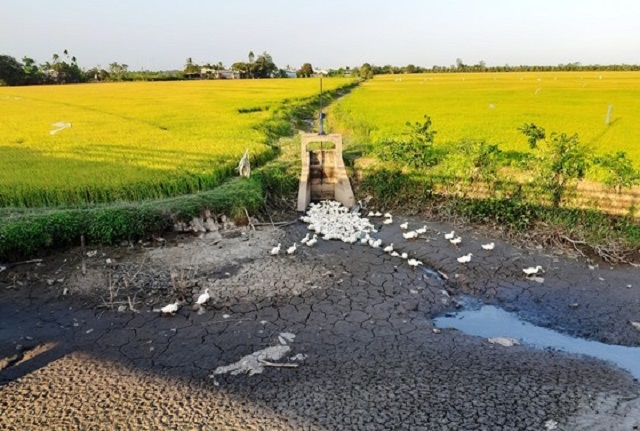 Chuyển đổi 50.000ha diện tích trồng lúa sang cây trồng khác ở ĐBSCL