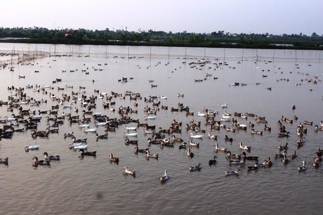 Nếu bảo hiểm nông nghiệp được thực hiện rộng rãi sẽ có hiệu quả tốt với nền nông nghiệp trong nước