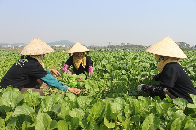 Để giải bài toán bảo hiểm nông nghiệp cần phải có những giải pháp xây dựng cơ chế riêng