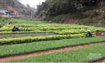 Cao Bằng: Chuẩn bị cây giống phục vụ trồng rừng