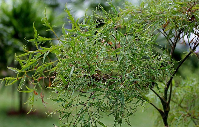 Cây đinh lăng rất dễ phân biệt với loại cây khác