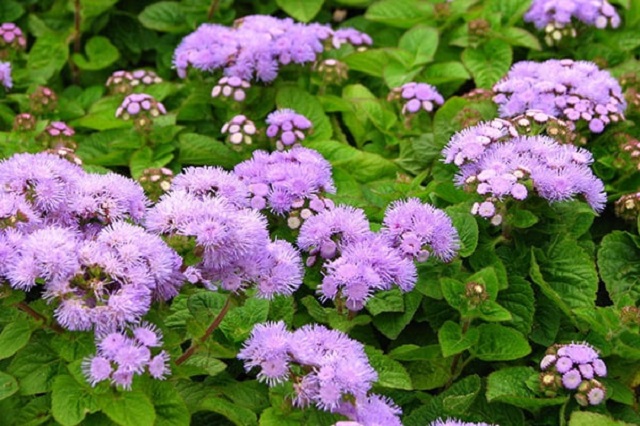 Hoa cứt lợn là một loại cây mọc dại ở làng quê Việt Nam