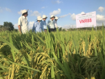 Những giống lúa năng suất khủng 'vững chân' trên đất Bình Định
