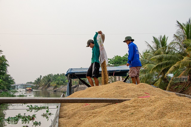 kiến nghị cho xuất khẩu gạo trở lại có kiểm soát theo từng tháng