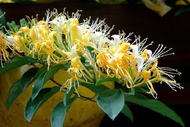 Kim ngân hoa có tác dụng thanh lọc, giải trừ độc tố, giải nhiệt, diệt khuẩn cho cơ thể vô cùng tốt.