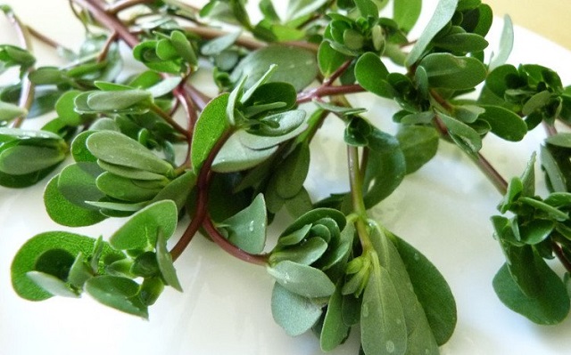 Rau sam là một thứ rau dân giã, thông dụng, có giá thành rẻ ở nước ta