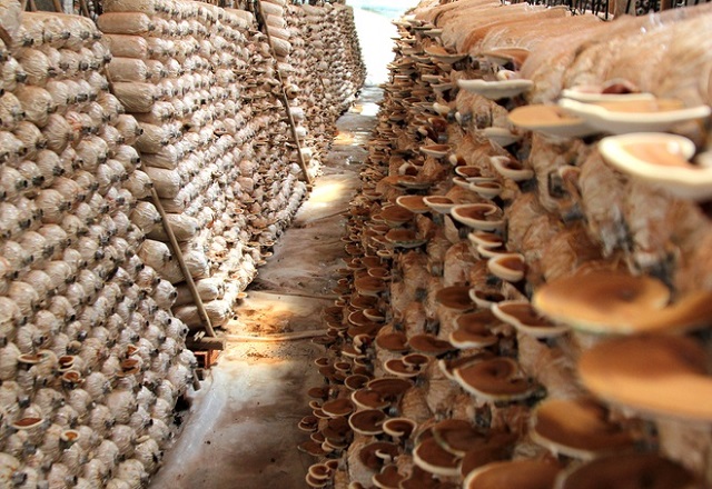 Nấm là loại thực phẩm được yêu thích và tiêu thụ khá nhanh trên thi trường