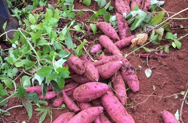 Khoai lang Lệ Cần – Củ khoai lang cứu đói một thời, thứ đặc sản không phải nơi nào cũng trồng được