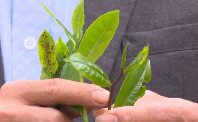 Chè tím là thảo dược quý giúp ngăn ngừa và hỗ trợ điều trị bệnh ung thư hiệu quả