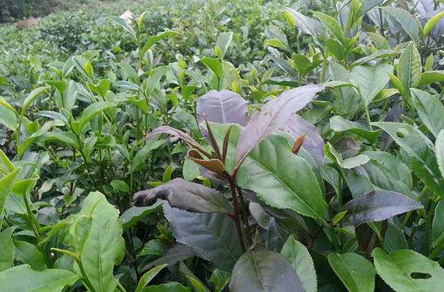 chè búp tím có giá cao nhưng đầu ra khó