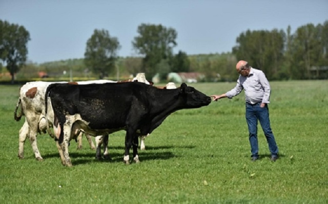 Đàn bò được nuôi bằng thức ăn hoàn toàn tự nhiên, không bị biến đổi gen, không thuốc kháng sinh, hormone tăng trưởng