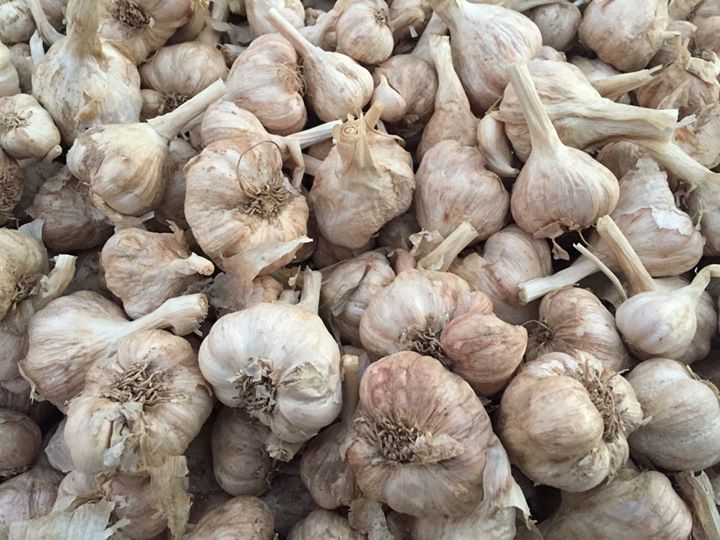 Hành tỏi trồng ở đất Kinh Môn cho củ to, mẩy, sản lượng lớn, chất lượng tốt ít địa phương khác có được