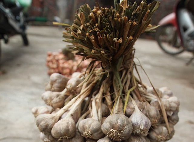 Hành tỏi Kinh Môn là một trong những loại mặt hàng nông sản xuất khẩu uy tín