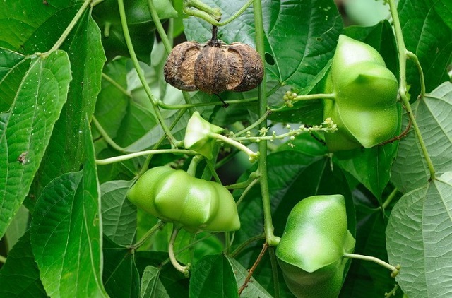 Sachi là loại cây trồng mới chỉ vừa được trồng thử nghiệm ở nước ta năm vào 2014