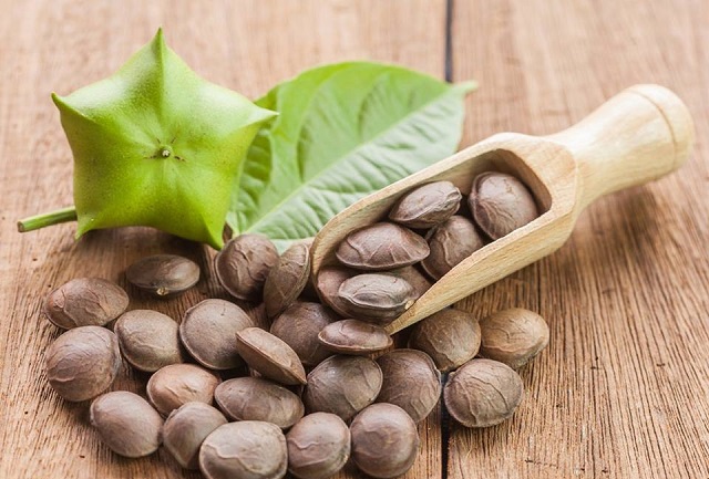 Trồng sachi người dân cần liên kết chặt chẽ với doanh nghiệp và nghiên cứu kỹ thị trường, chậm rãi và chắc chắn