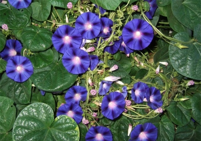 Bìm Bìm có nhiều công dụng chữa bệnh