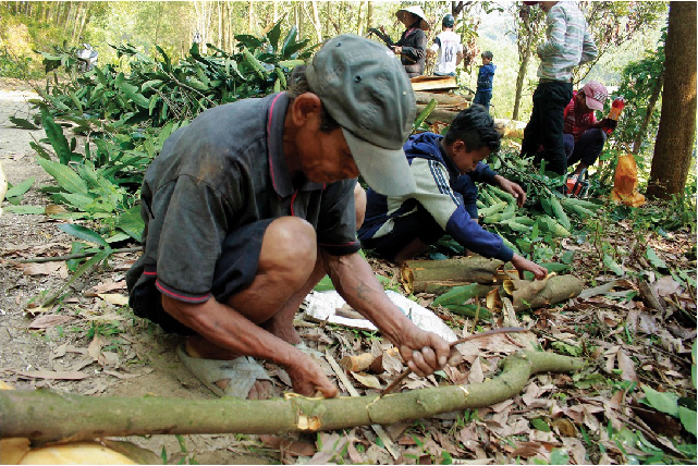 Từ tháng 3 là thời điểm người dân Quảng Ngãi tất bật trong vụ mùa thu hoạch quế