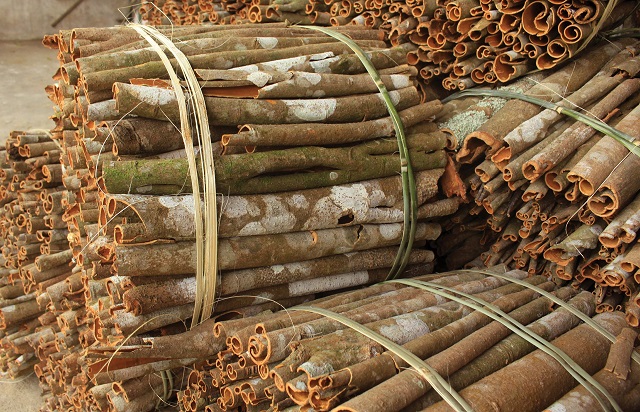 Huyện vùng cao Trà Bồng và Tây Trà nổi tiếng là vùng đất trồng quế, đồng bào dân tộc Cor nơi đây xem cây quế là đặc sản là cây thoát nghèo