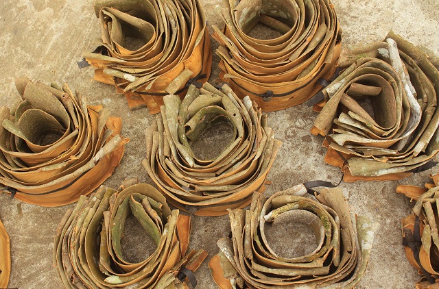 Mấy ngày qua, quế được thương lái thu mua để xuất bán qua nhiều thị trường