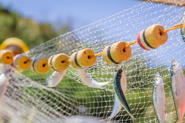 Lưới, dây câu cá và dây thừng là những nguồn rác nhựa chính gây ô nhiễm môi trường biển