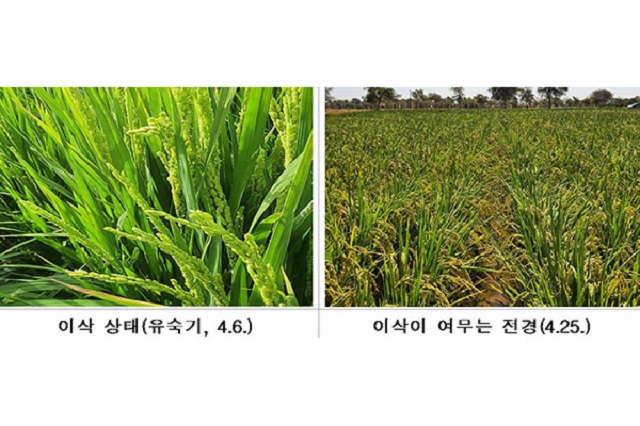 giống lúa trồng thử nghiệm thành công trên sa mạc